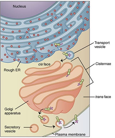 Badan Golgi