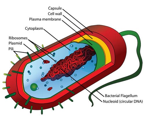 Struktur Sel Prokariotik