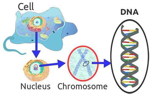 kromosom-dna-eukariotik