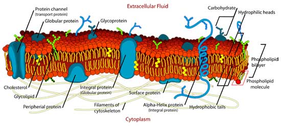 membran-sel-eukariotik