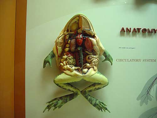 anatomi-katak