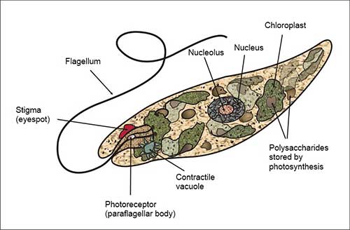 bagian-euglena