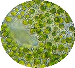 chlorella