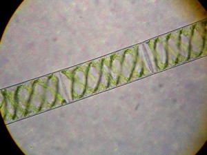 fragmentasi-spirogyra