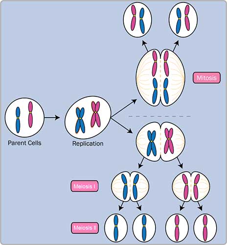 mitosis-vs-meiosis