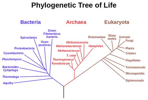 Yang ke biologi dalam hidup mengelompokkan adalah kingdom makhluk ilmuwan lima Ilmuwan Biologi