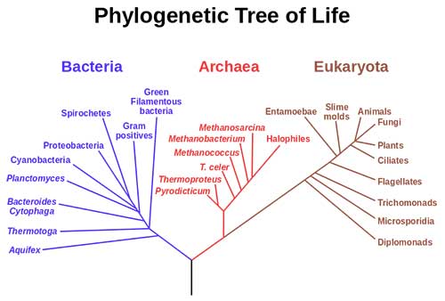 pohon-filogenetik-woese