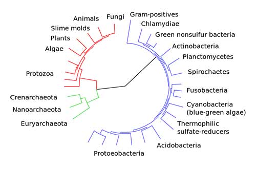 pohon-kehidupan-berdasarkan-genome