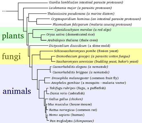 Dasar klasifikasi tumbuhan dan hewan yang sekarang digunakan dirumuskan pertama kali oleh