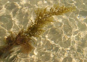 sargassum