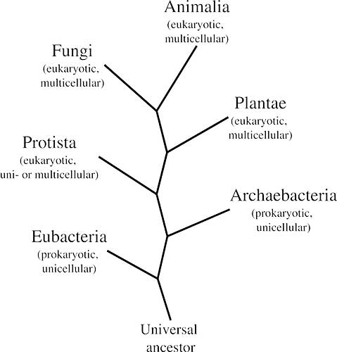 Berdasarkan sistem klasifikasi lima kingdom bakteri dan ganggang biru termasuk ke dalam dunia