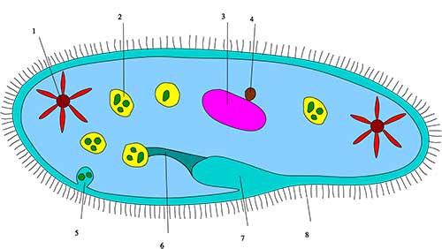 anatomi-ciliophora