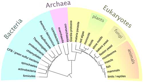 bacteria-archaea-eukarya