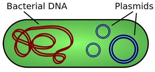 dna-kromosom-dna-plasmid