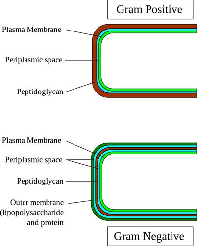 gram-positif-negatif