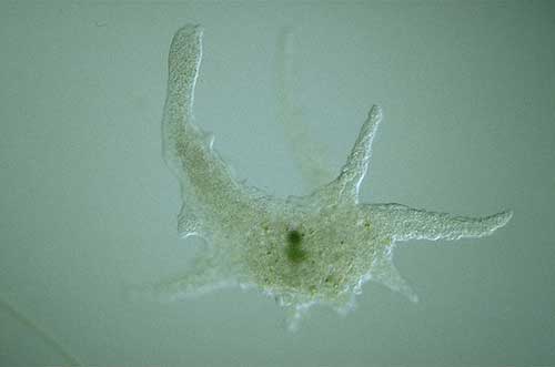 Protista yang bergerak dengan menggunakan kaki semu atau pseudopodia merupakan protista dengan filum