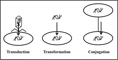 transfer-gen-horizontal-bakteri