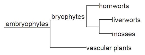 bryophyta-monofiletik