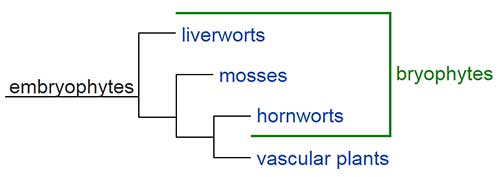 bryophyta-parafiletik
