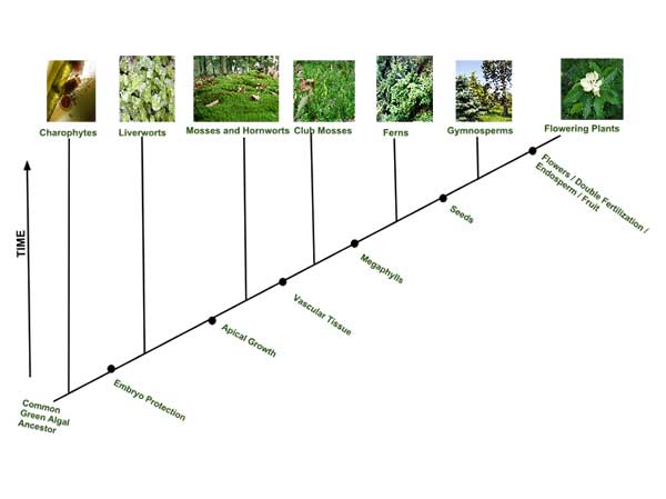 evolusi-tumbuhan-hijau