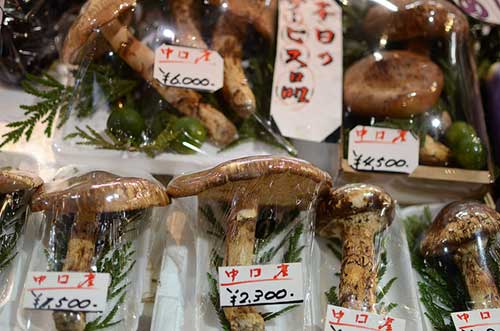 matsutake