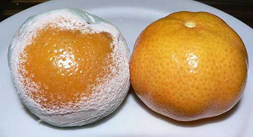 penicillium-pada-jeruk