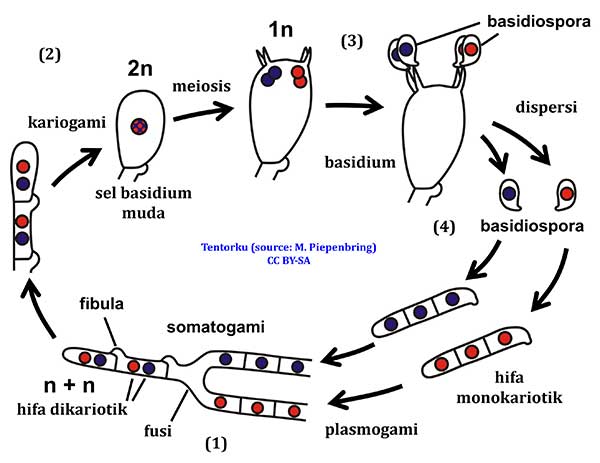 reproduksi-seksual-basidiomycota