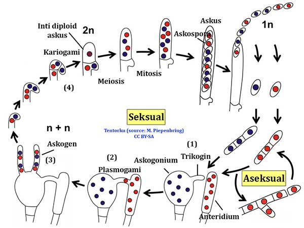 siklus-hidup-ascomycota