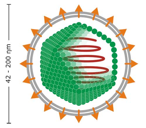 virus-ikosahedral-berselubung