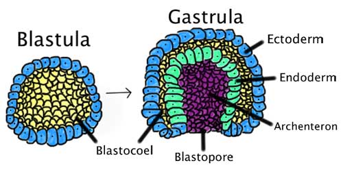 blastula-gastrula