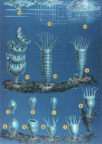 daur-hidup-schypozoa
