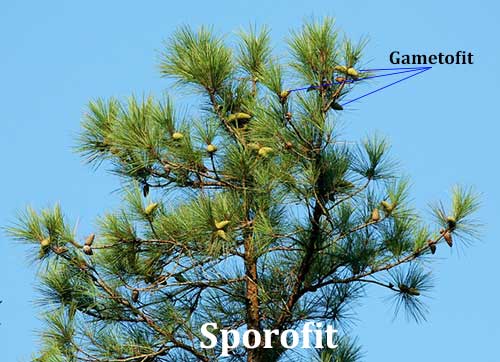 gametofit-dan-sporofit