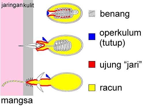 nematosista