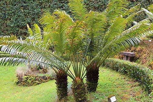 pakis-haji-cycas-rumphii