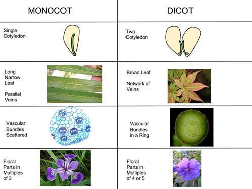 perbedaan-monokotil-dan-dikotil