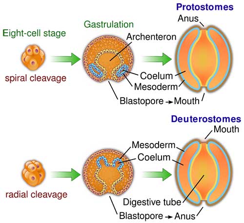 protostomia-deuterostomia