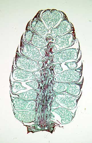 serbuk-sari-pinus