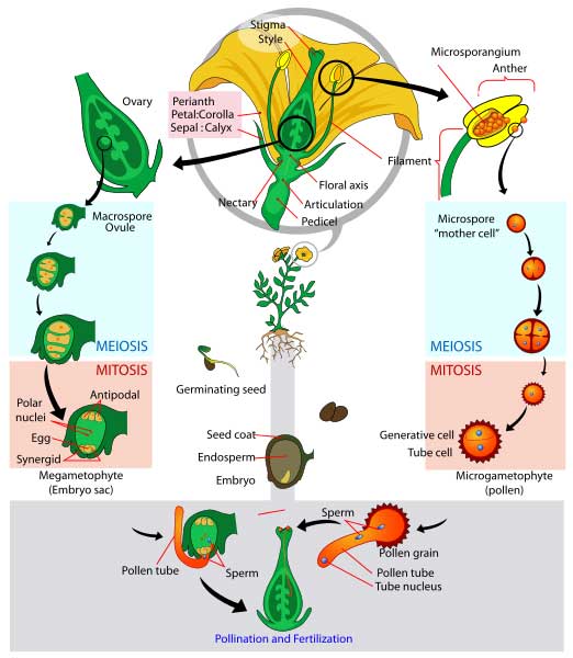 siklus-hidup-angiospermae