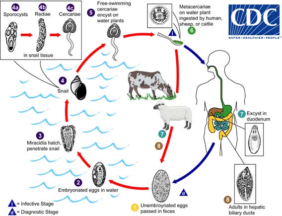 siklus-hidup-fasciola-hepatica