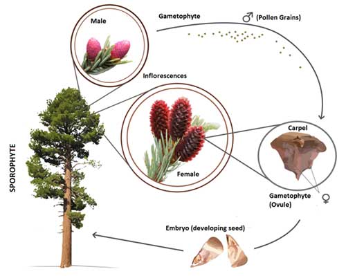 siklus-hidup-pinus