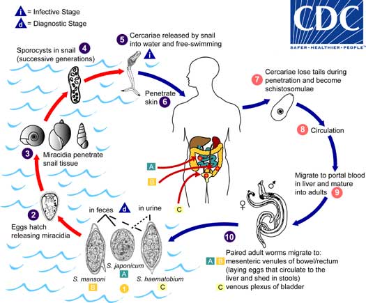 siklus-hidup-schistosoma