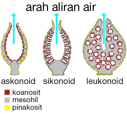 sistem-saluran-air-porifera