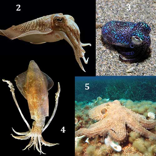 aneka-cephalopoda-subkelas-coleoidea