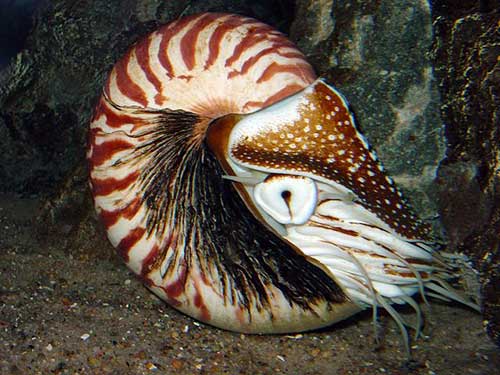 Adalah luar cangkang yang cephalopoda tubuhnya memiliki Reproduksi dan
