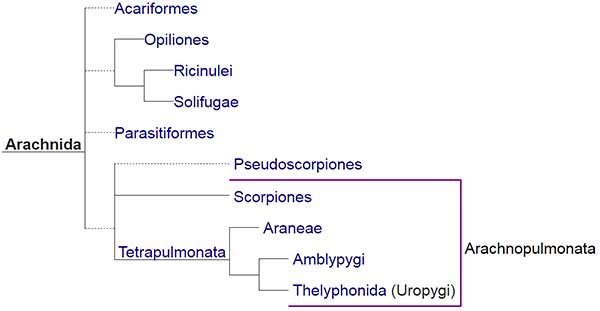 kladogram-arachnida