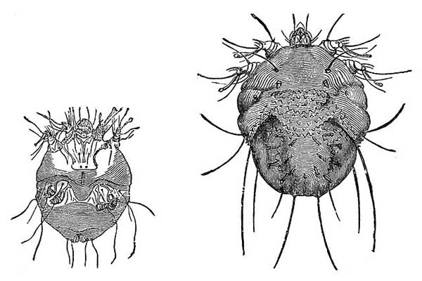 sarcoptes-scabiei