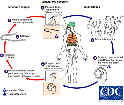 nemathelminthes gambar daur hidup