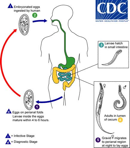 Metastatic cancer life span. Metastatic cancer life span. Metastatic cancer life span