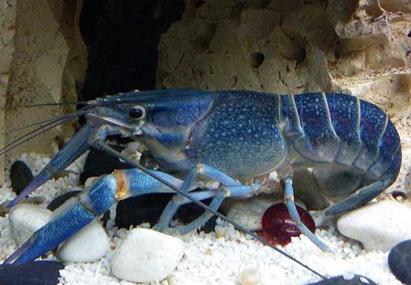 cherax-quadricarinatus