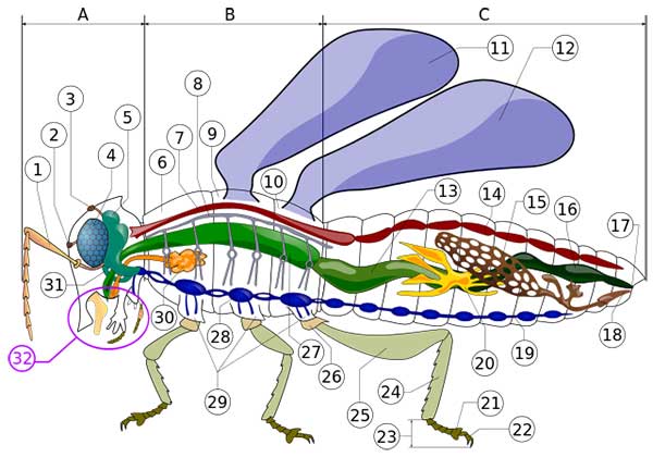 diagram-anatomi-serangga